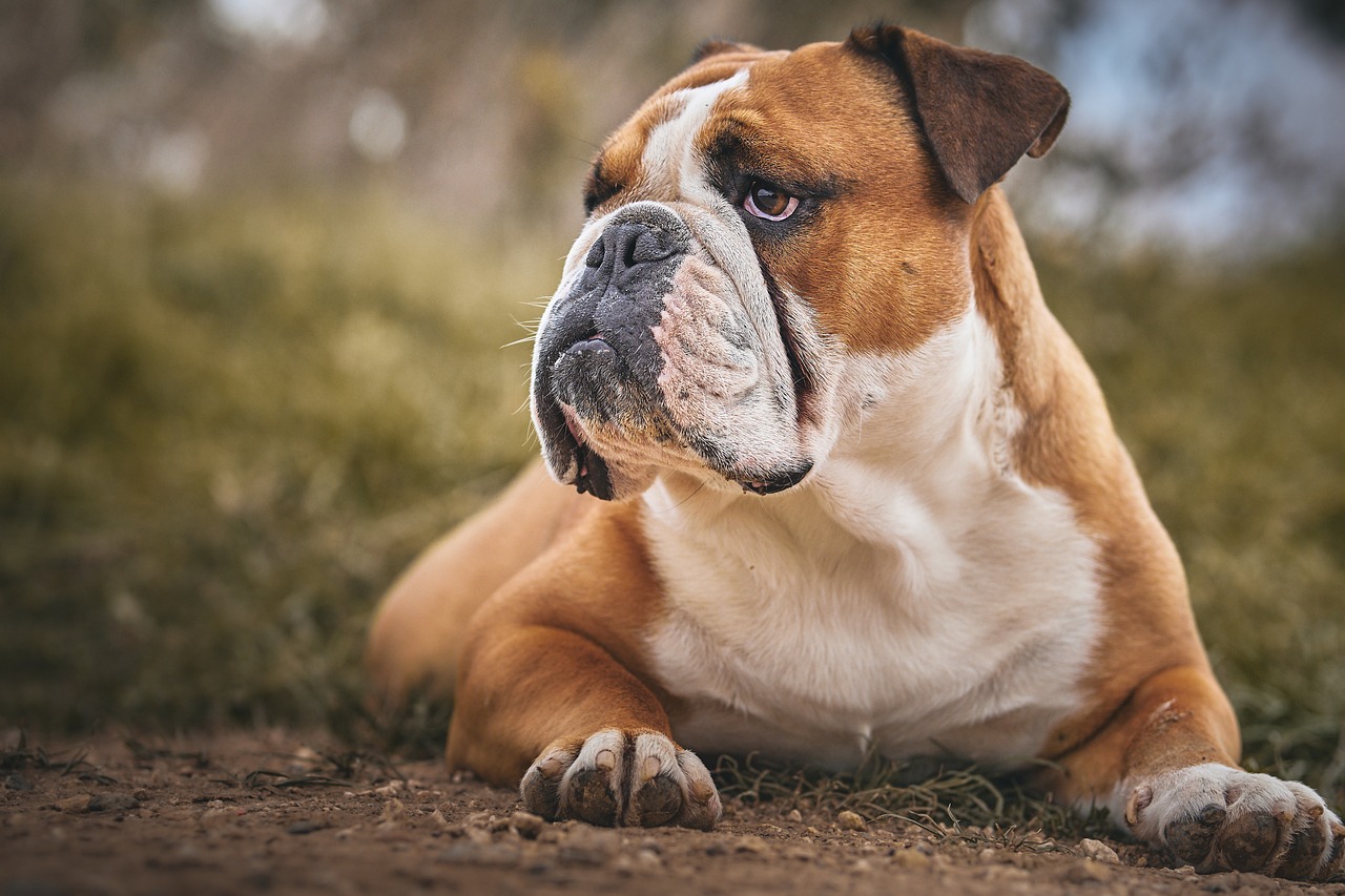 Understanding the Personality of the English Springer Spaniel